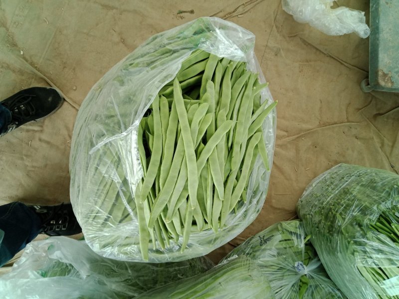 山东商河精品扁青芸豆产地直供高品质鲜扁芸豆