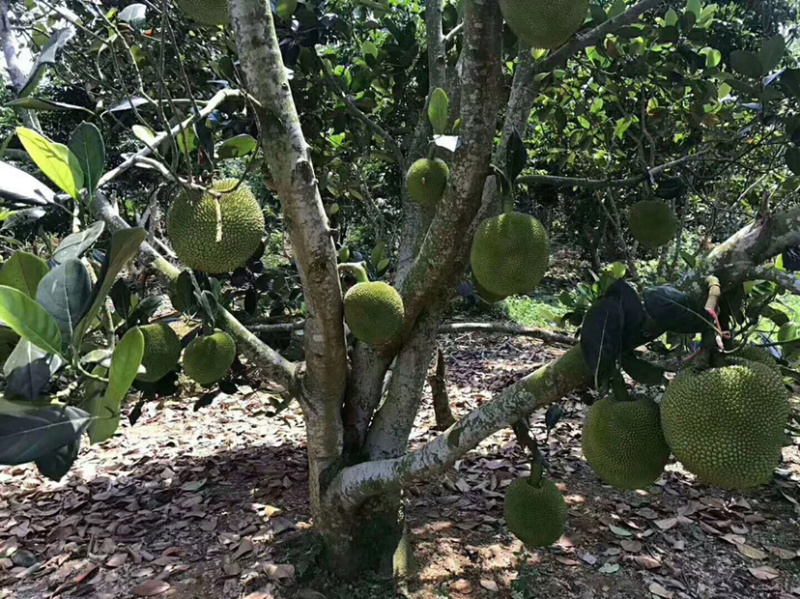 马来一号树波萝肉厚核小特点为特色