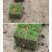草皮