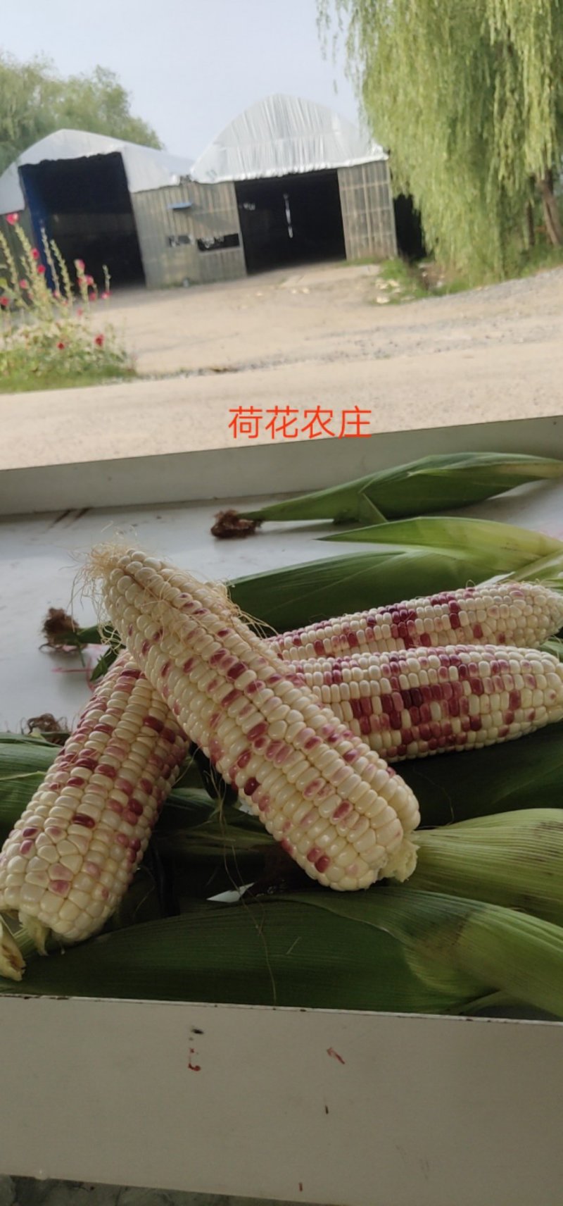 精品花糯玉米，大花糯玉米和小花糯玉米，现采现摘