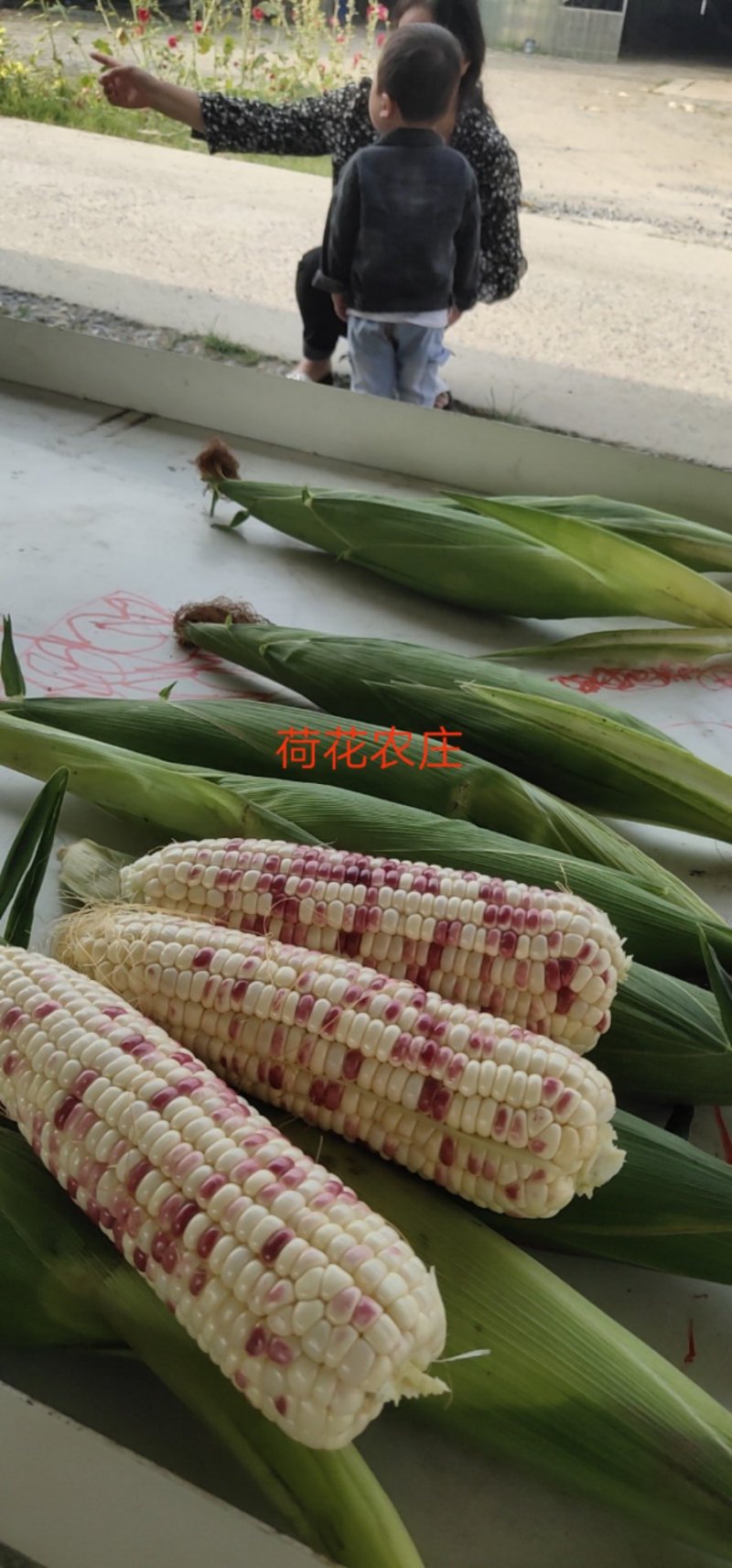 精品花糯玉米，大花糯玉米和小花糯玉米，现采现摘