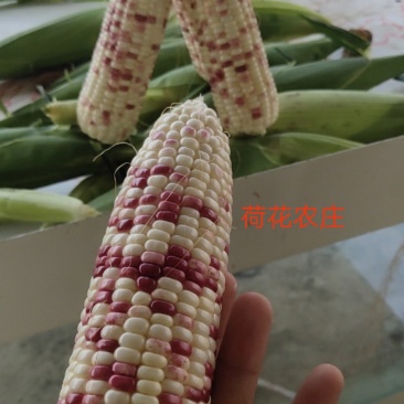 精品花糯玉米，大花糯玉米和小花糯玉米，现采现摘
