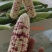 精品花糯玉米，大花糯玉米和小花糯玉米，现采现摘