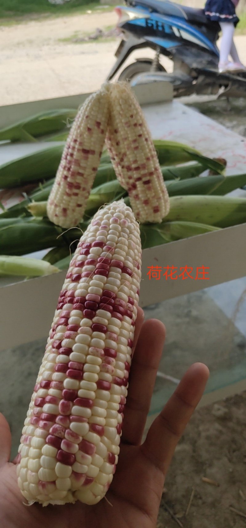 精品花糯玉米，大花糯玉米和小花糯玉米，现采现摘