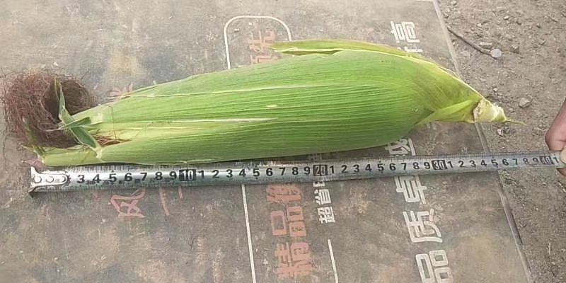 精品花糯玉米，大花糯玉米和小花糯玉米，现采现摘