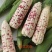 精品花糯玉米，大花糯玉米和小花糯玉米，现采现摘