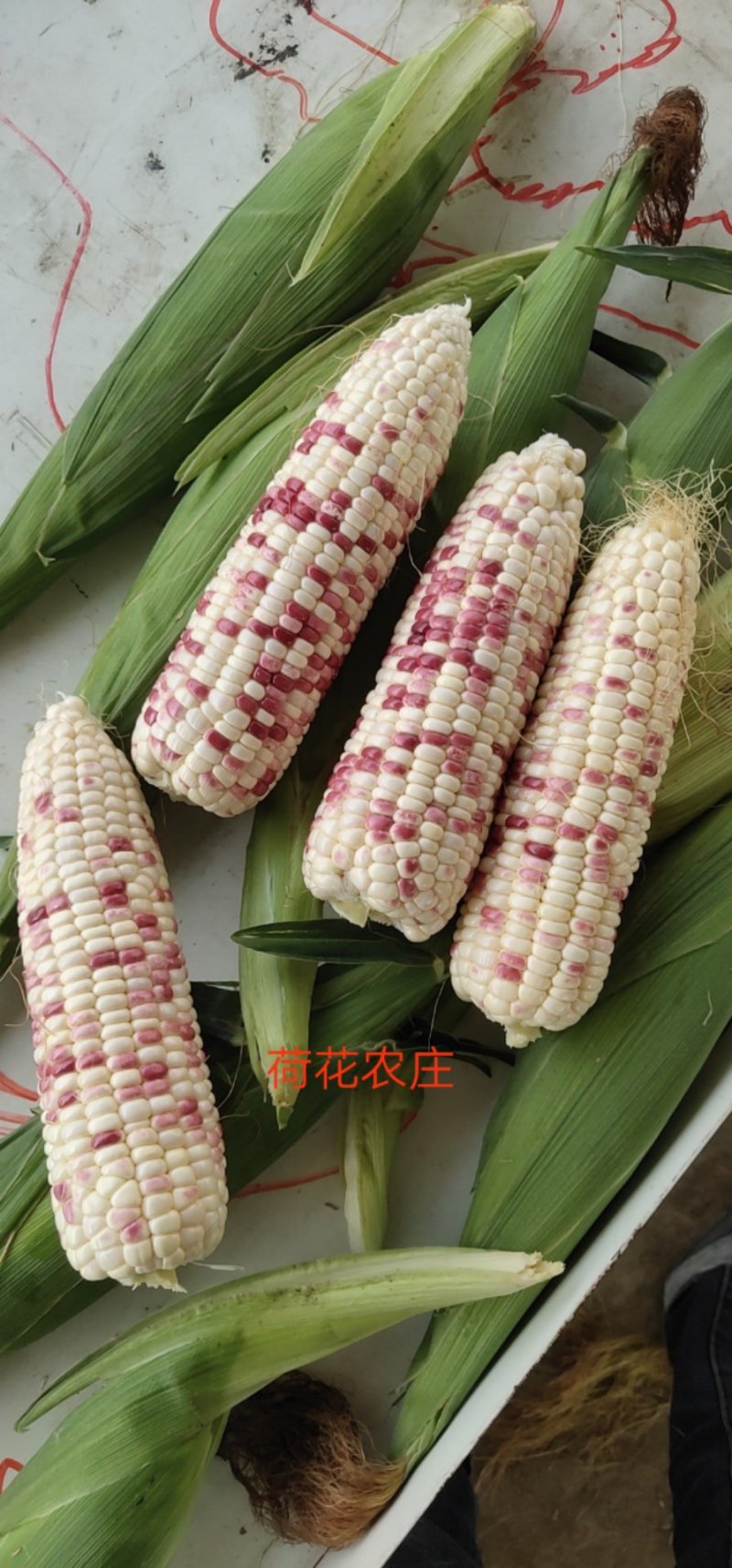 精品花糯玉米，大花糯玉米和小花糯玉米，现采现摘