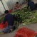 精品花糯玉米，大花糯玉米和小花糯玉米，现采现摘