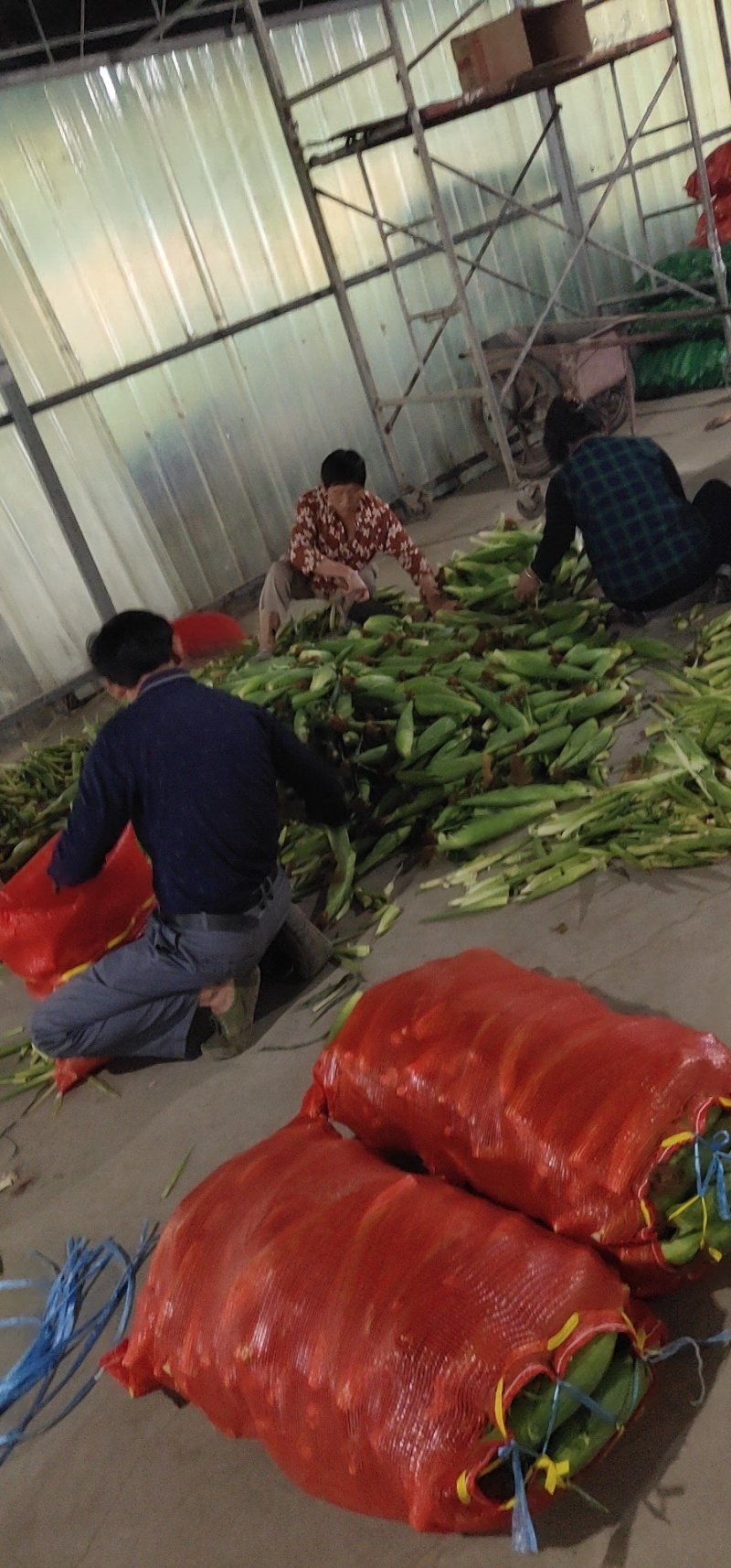 精品花糯玉米，大花糯玉米和小花糯玉米，现采现摘