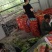 精品花糯玉米，大花糯玉米和小花糯玉米，现采现摘