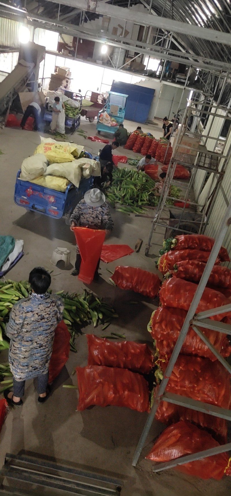 精品花糯玉米，大花糯玉米和小花糯玉米，现采现摘
