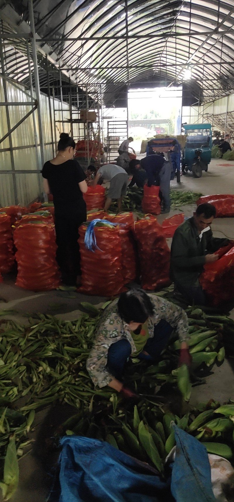 精品花糯玉米，大花糯玉米和小花糯玉米，现采现摘