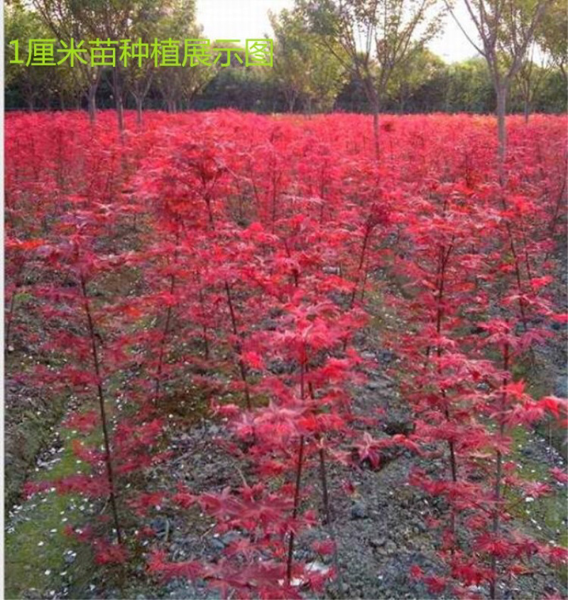 地栽美国红枫红舞姬日本红枫四季红枫规格齐全
