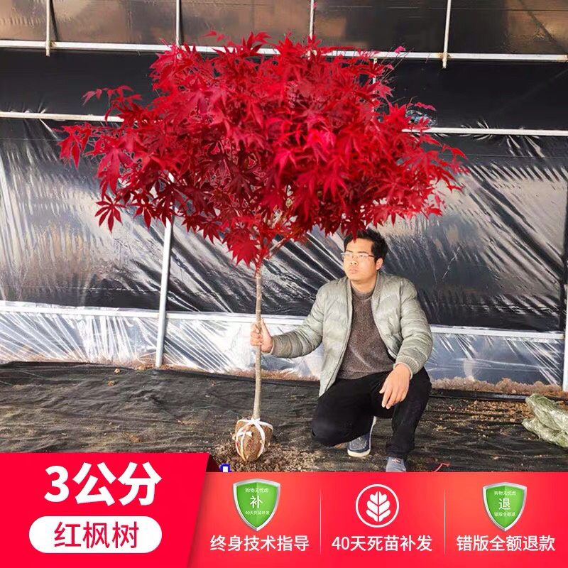 地栽美国红枫红舞姬日本红枫四季红枫规格齐全