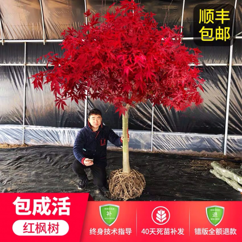 地栽美国红枫红舞姬日本红枫四季红枫规格齐全