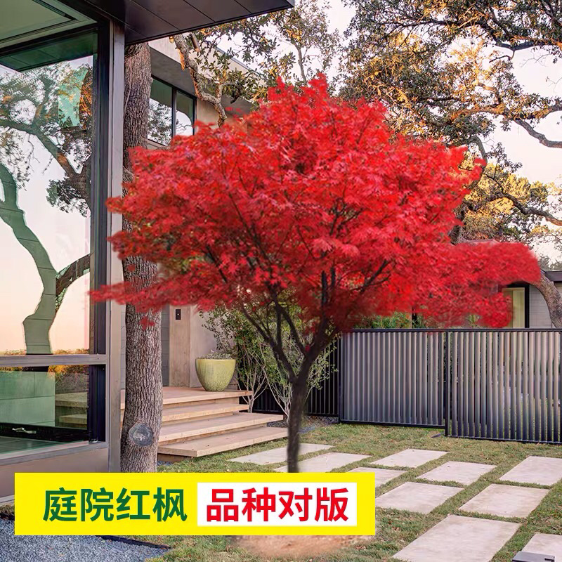 地栽美国红枫红舞姬日本红枫四季红枫规格齐全