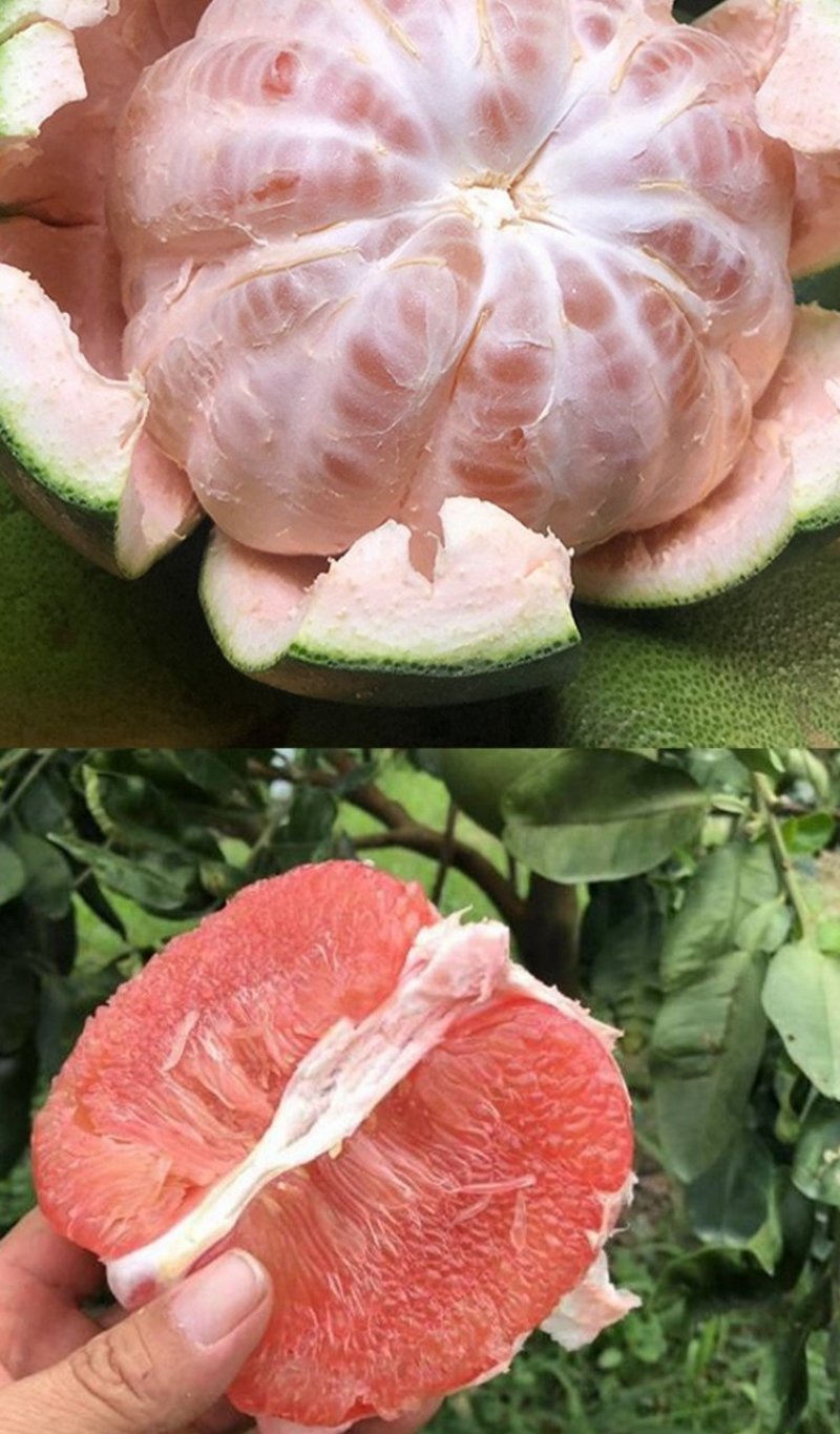 包邮精品【广西灵山红宝石柚子】嫁接苗