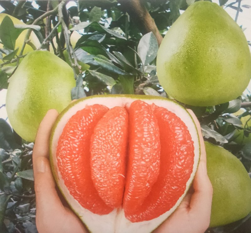 包邮精品【广西灵山红宝石柚子】嫁接苗
