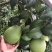 包邮精品【广西灵山红宝石柚子】嫁接苗