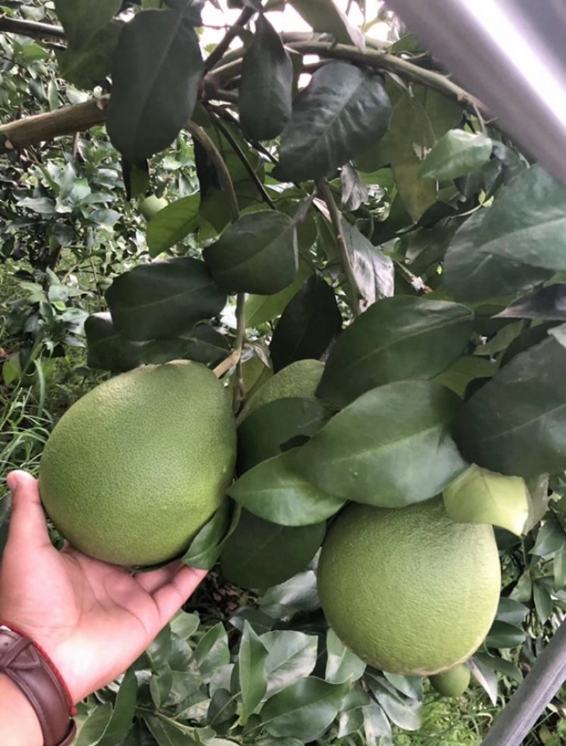 包邮精品【广西灵山红宝石柚子】嫁接苗