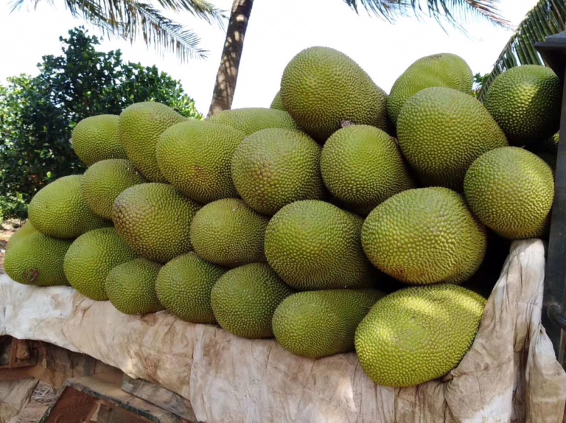 海南黄心菠萝蜜新鲜水果当季超甜水果