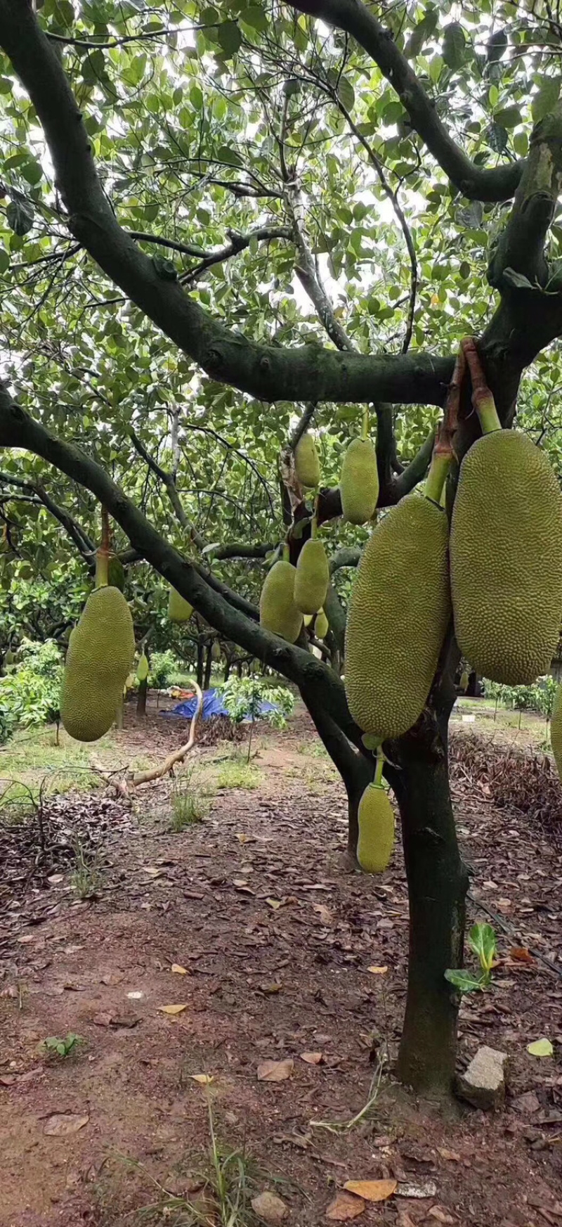 海南黄心菠萝蜜新鲜水果当季超甜水果