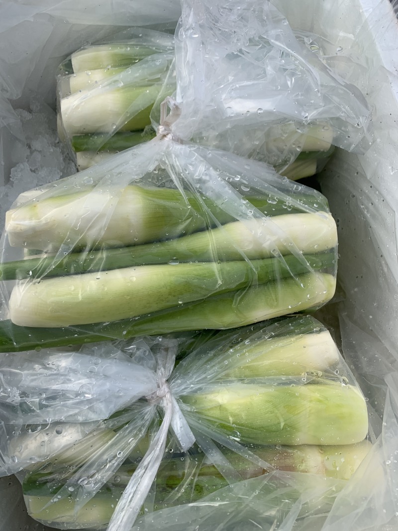 茭白