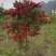 美花红千层