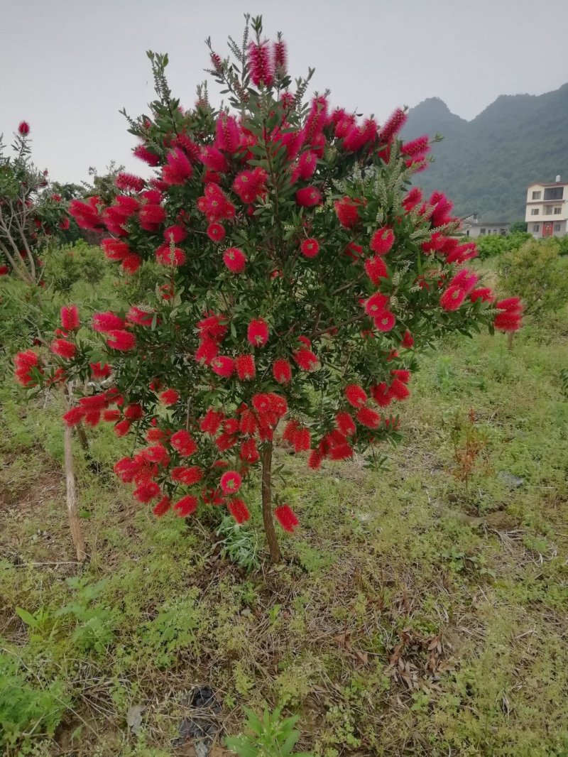 美花红千层
