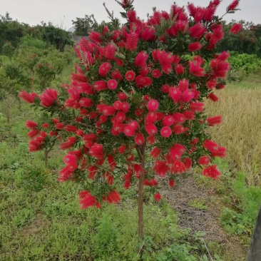 美花红千层