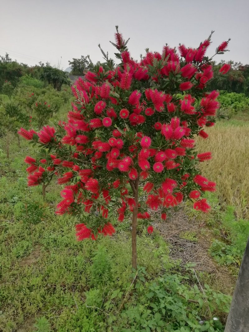 美花红千层
