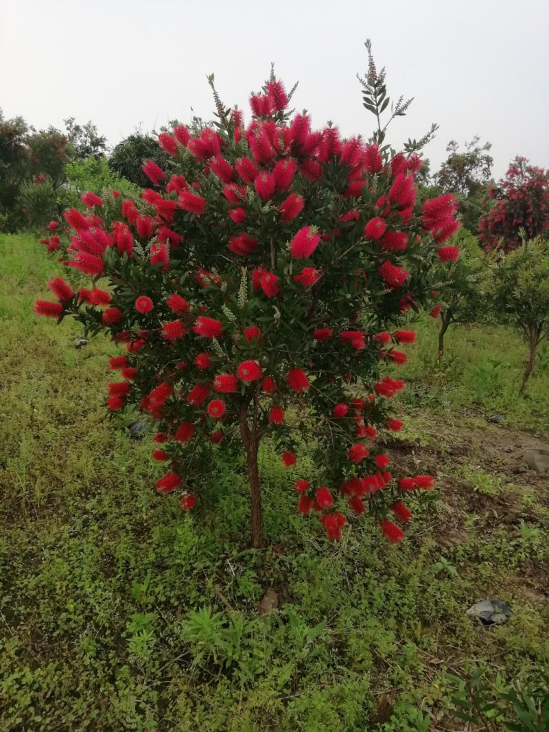 美花红千层