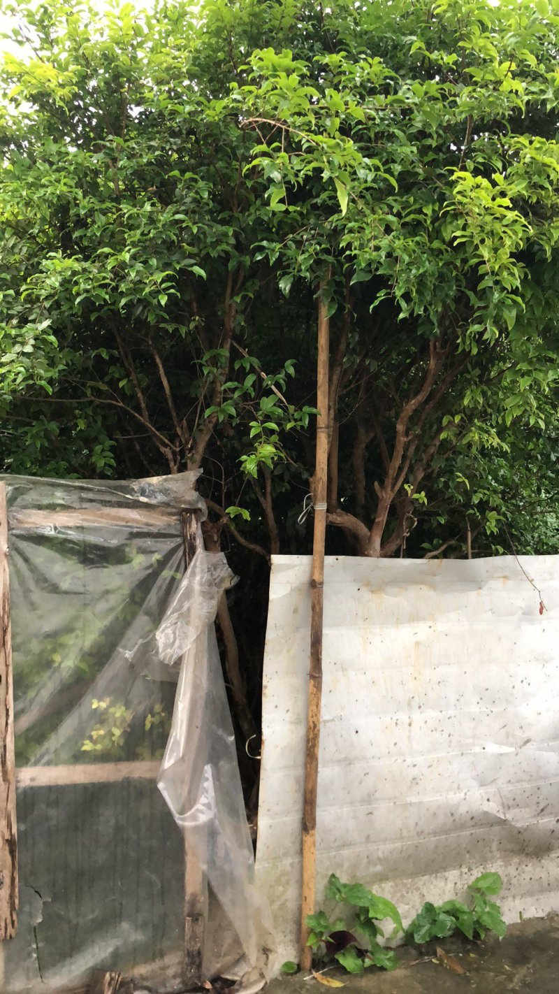 10年果树已结果嘉宝果树树葡萄