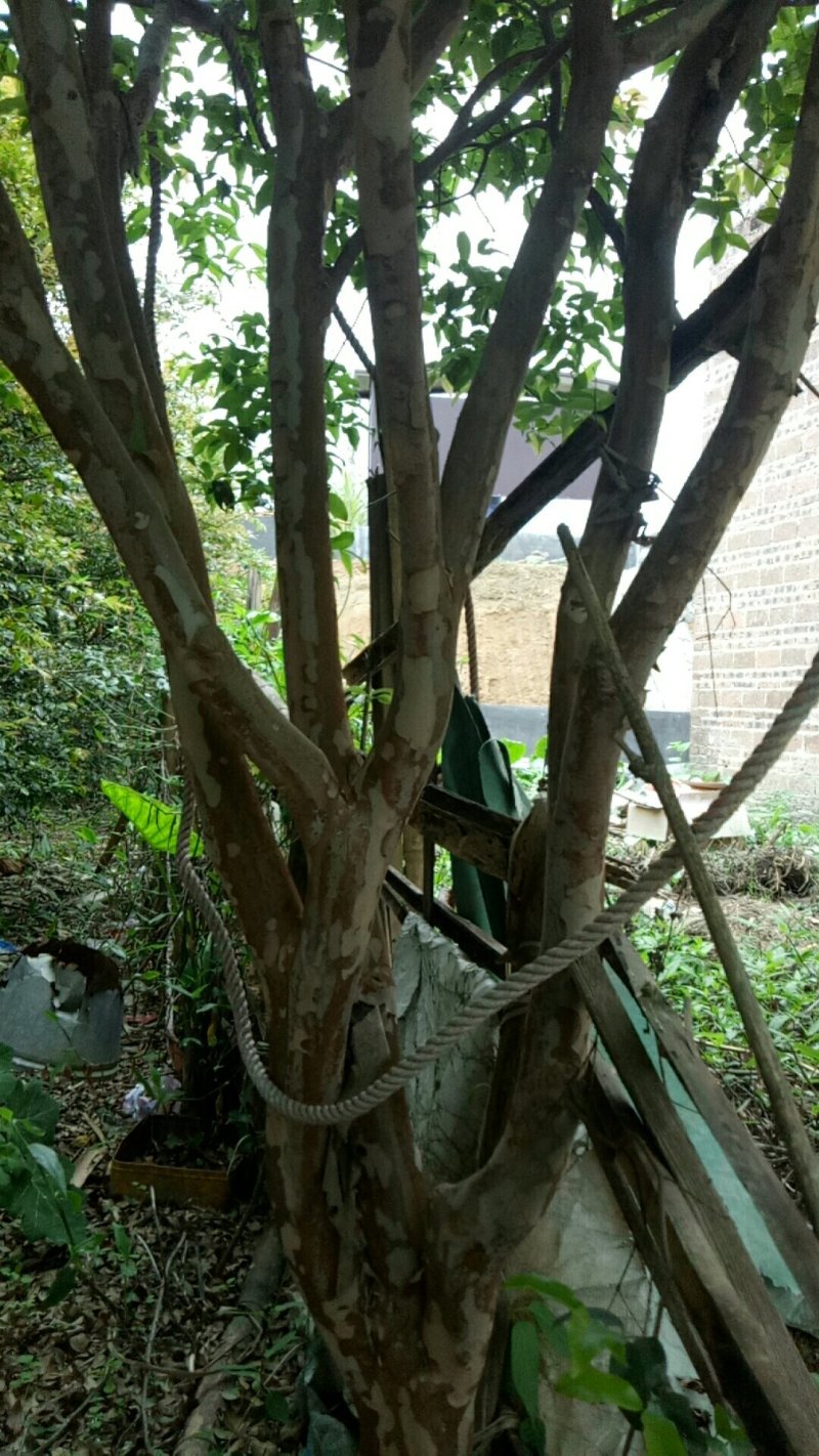 10年果树已结果嘉宝果树树葡萄