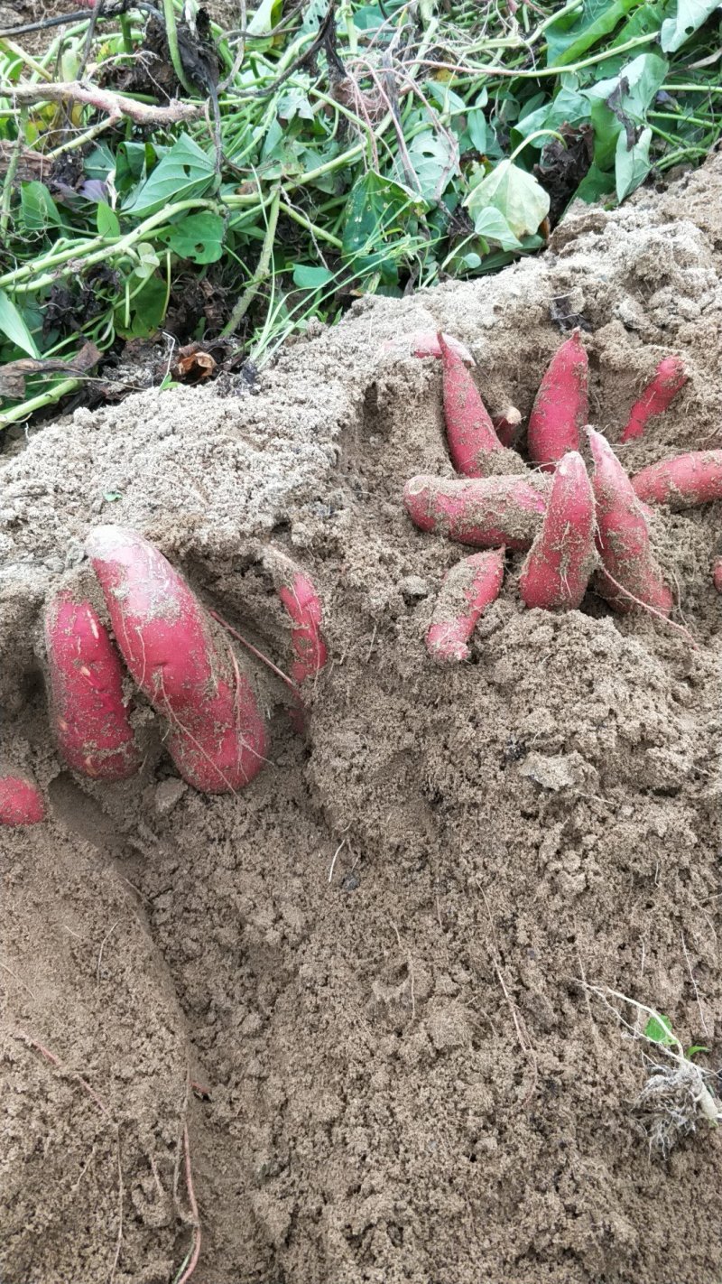 漳浦六鳌地瓜万亩种植基地，全国发货。欢迎考察合作。