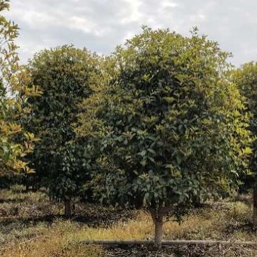 丛生桂花、单杆桂花、庭院别墅专用基地直发包成活