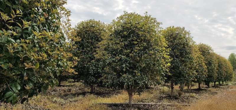丛生桂花、单杆桂花、庭院别墅专用基地直发包成活