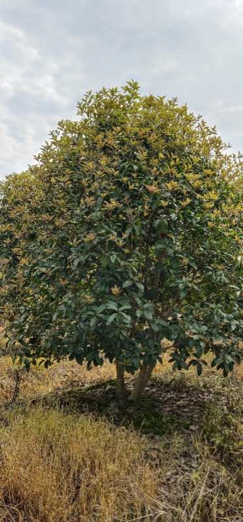 丛生桂花、单杆桂花、庭院别墅专用基地直发包成活