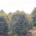 丛生桂花、单杆桂花、庭院别墅专用基地直发包成活