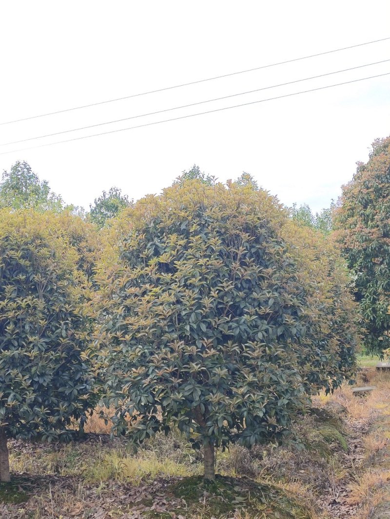 丛生桂花、单杆桂花、庭院别墅专用基地直发包成活