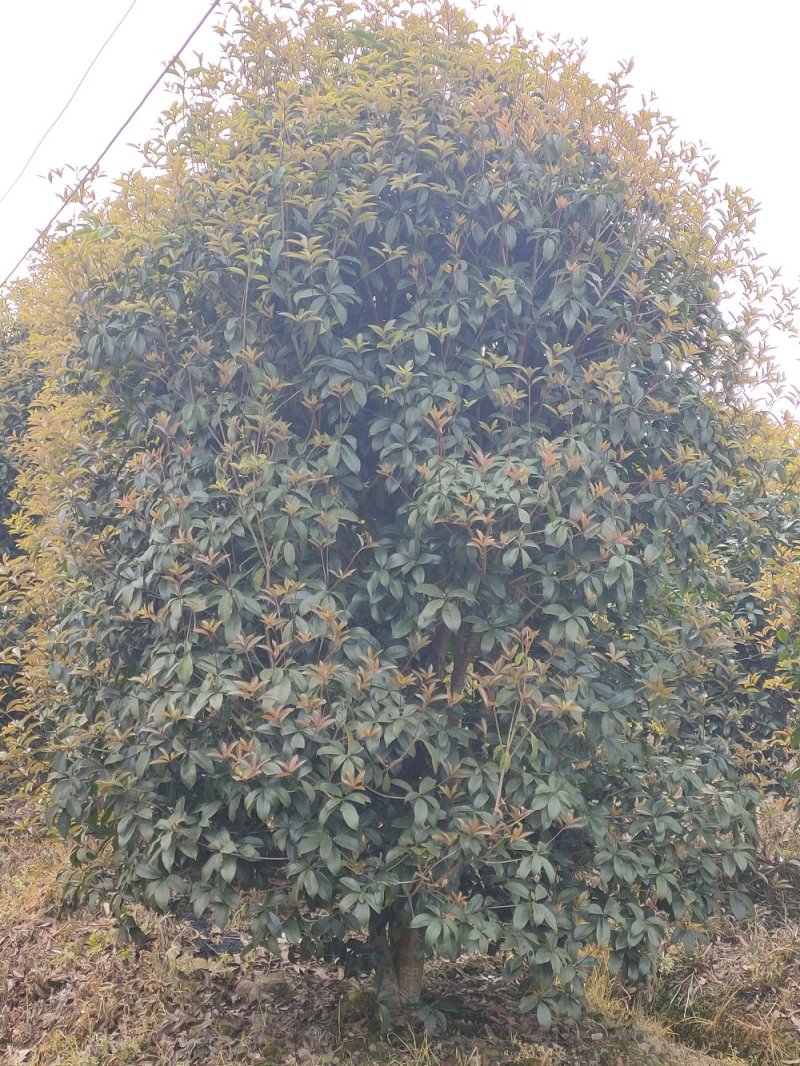 丛生桂花、单杆桂花、庭院别墅专用基地直发包成活