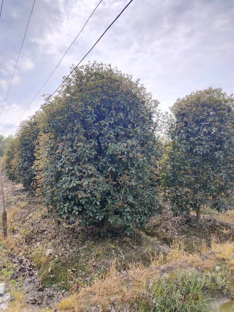 丛生桂花、单杆桂花、庭院别墅专用基地直发包成活