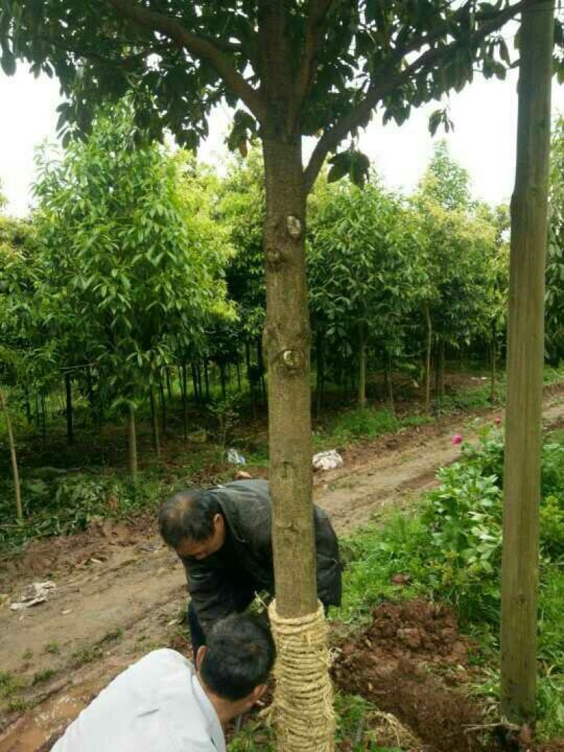 金丝楠木米径12公分，浙江楠木，大量上市，产地直发