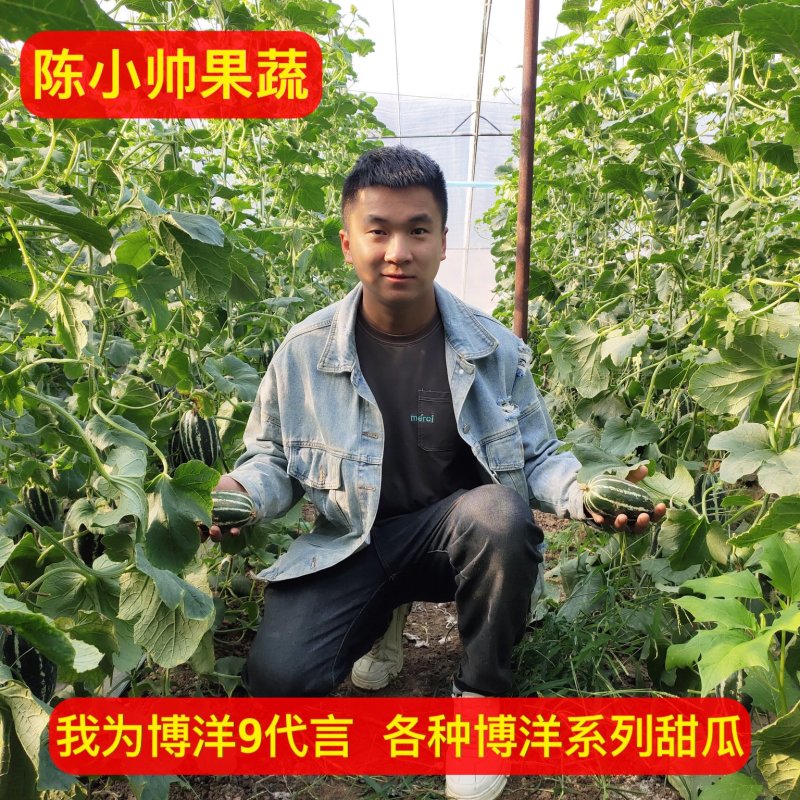 【博洋甜瓜】河北博洋九博洋91大量现货供应品种多样