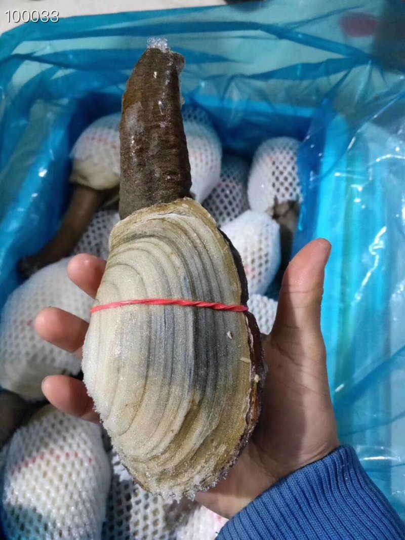 辽宁东港新鲜加工朝鲜象拔蚌
