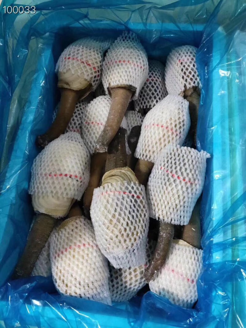 辽宁东港新鲜加工朝鲜象拔蚌