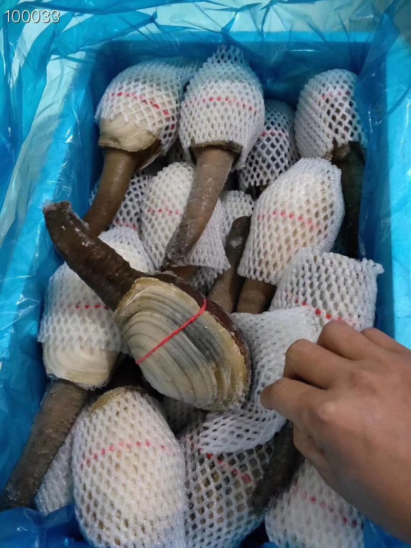 辽宁东港新鲜加工朝鲜象拔蚌