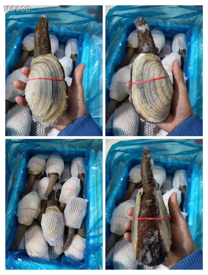 辽宁东港新鲜加工朝鲜象拔蚌