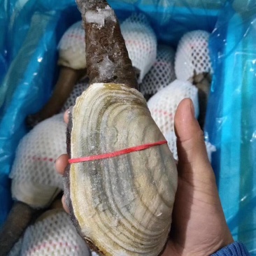 辽宁东港新鲜加工朝鲜象拔蚌
