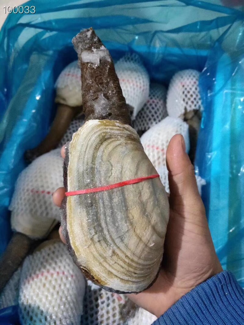 辽宁东港新鲜加工朝鲜象拔蚌